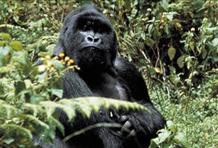 Gorilla Safari Uganda